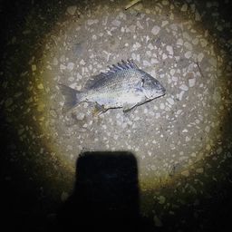 クロダイ