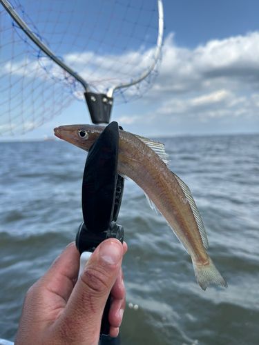 シロギスの釣果
