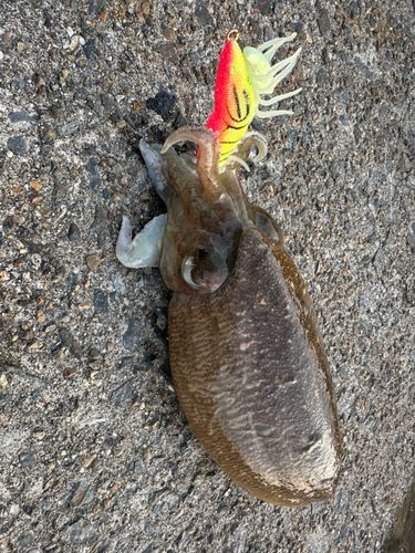 コウイカの釣果