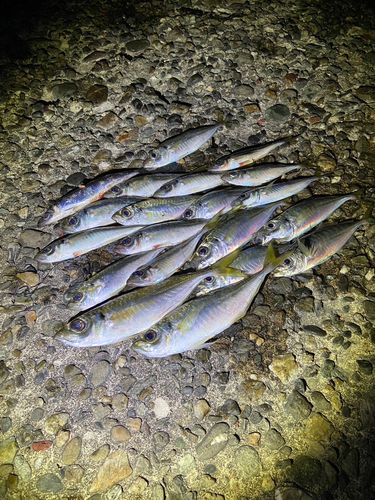 アジの釣果