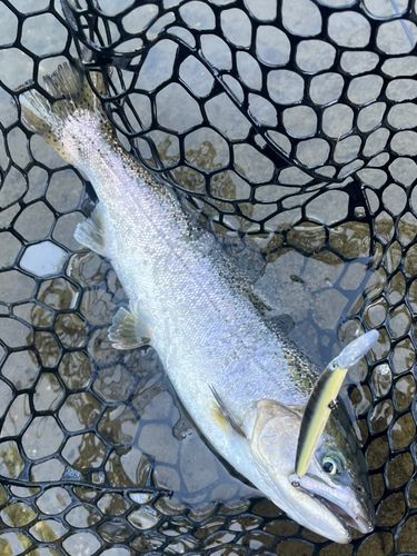 サクラマスの釣果