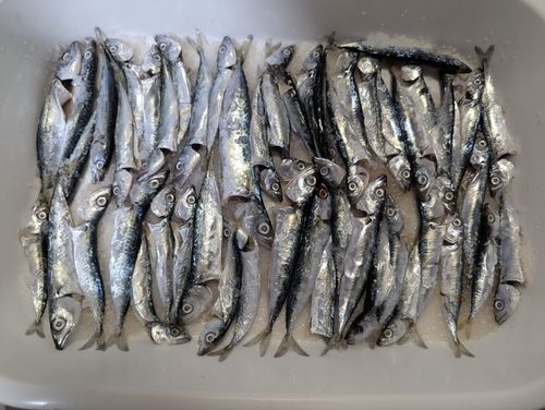 サバの釣果