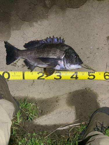 クロダイの釣果