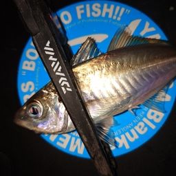 アジ