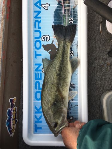 ラージマウスバスの釣果
