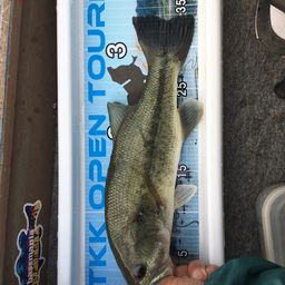 ラージマウスバス