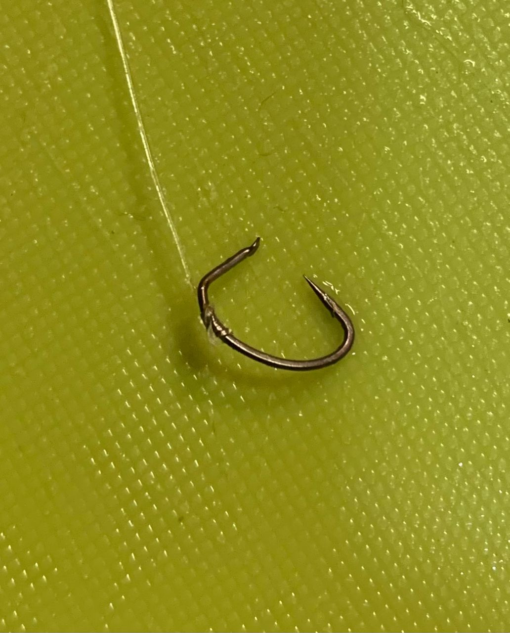 和歌山のもりもっちゃんさんの釣果 3枚目の画像