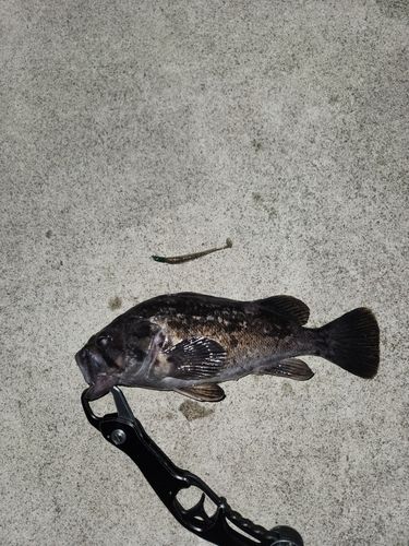 クロソイの釣果