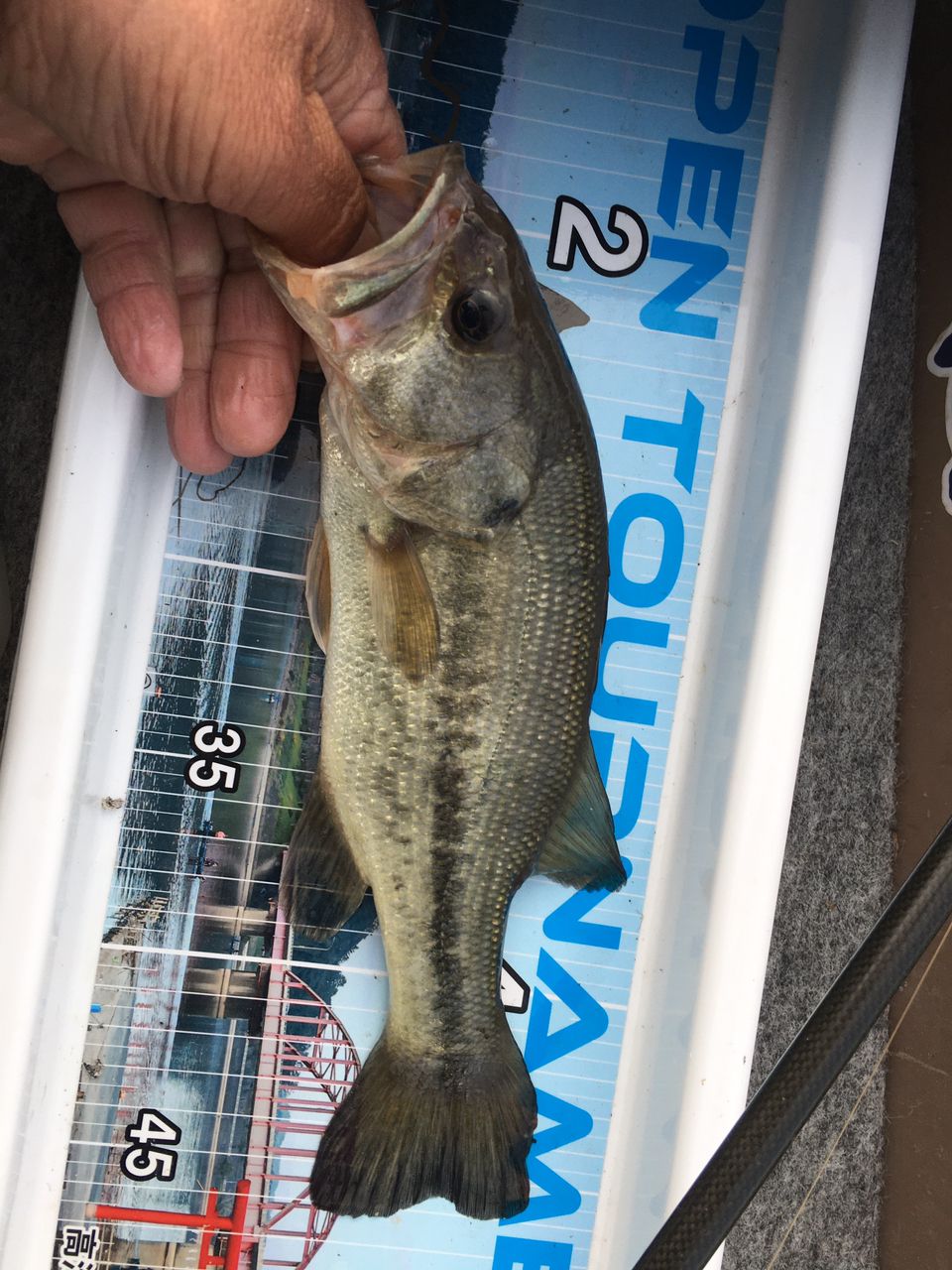 ラージマウスバス