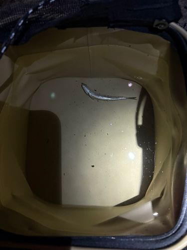 カタクチイワシの釣果