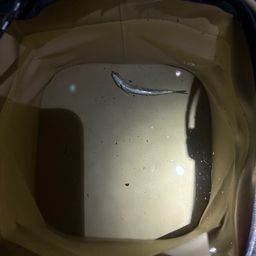 カタクチイワシ