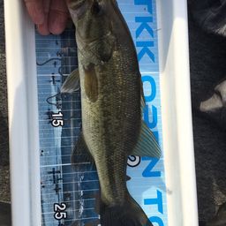 ラージマウスバス