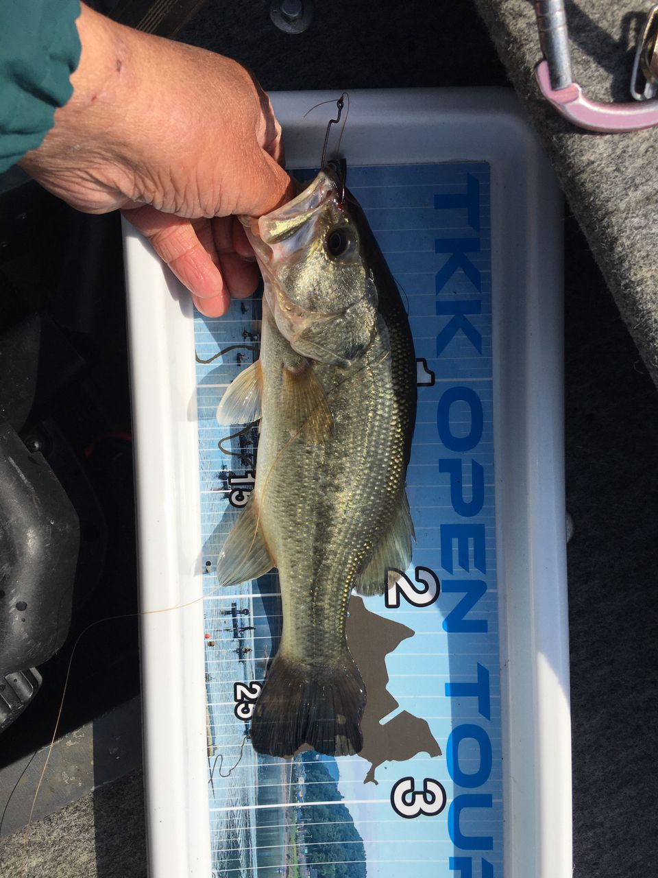 ラージマウスバス