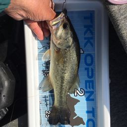 ラージマウスバス