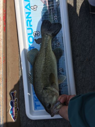 ラージマウスバスの釣果