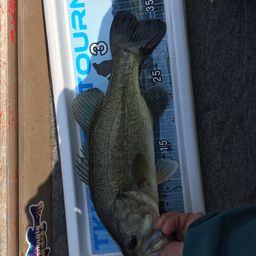 ラージマウスバス