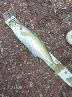 マルアジの釣果