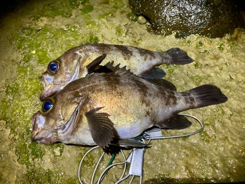 メバルの釣果