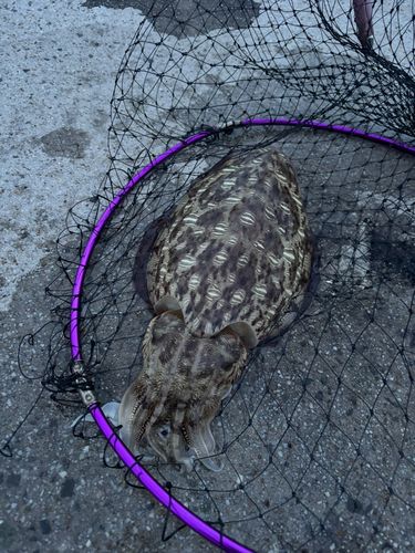 モンゴウイカの釣果