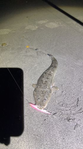 マゴチの釣果