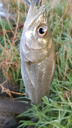 スズキの釣果