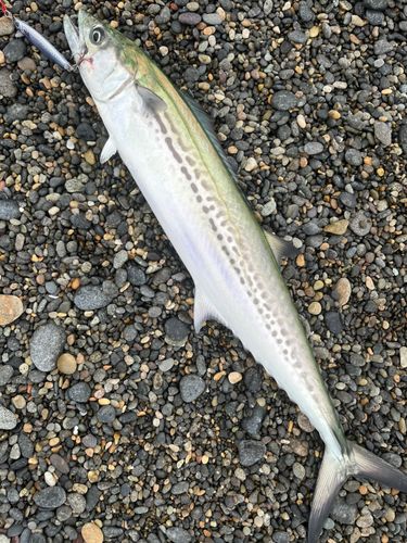 サゴシの釣果