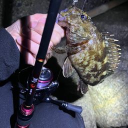 カサゴ
