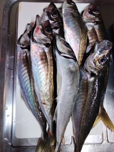 釣果