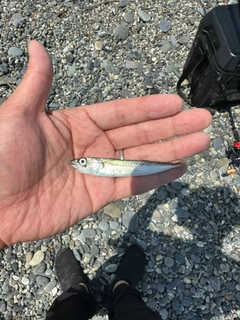 イワシの釣果