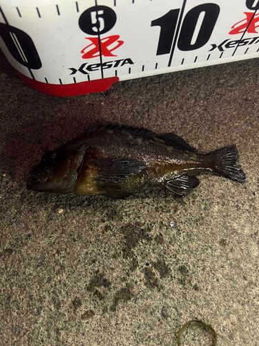 エゾメバルの釣果