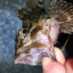 カサゴ