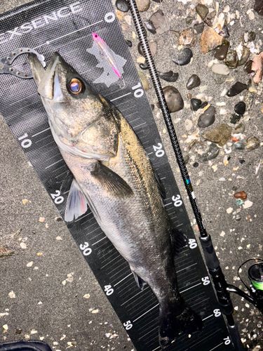 シーバスの釣果