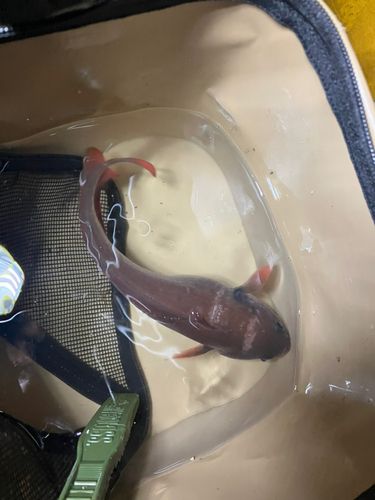 エゾイソアイナメの釣果