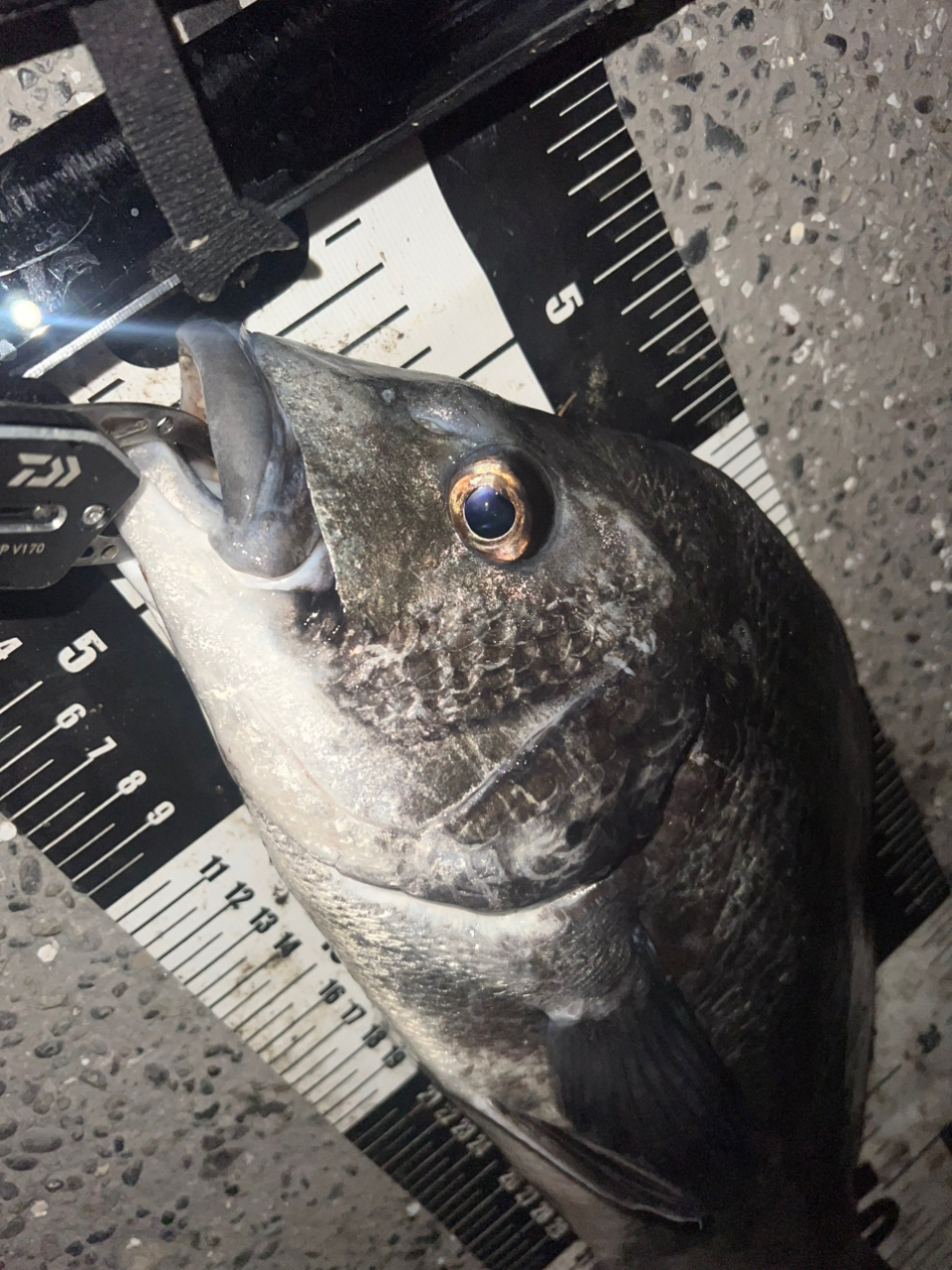 DAIWA 19ラテオ R 93Mの最安値・インプレ・釣果 | 本音の口コミ