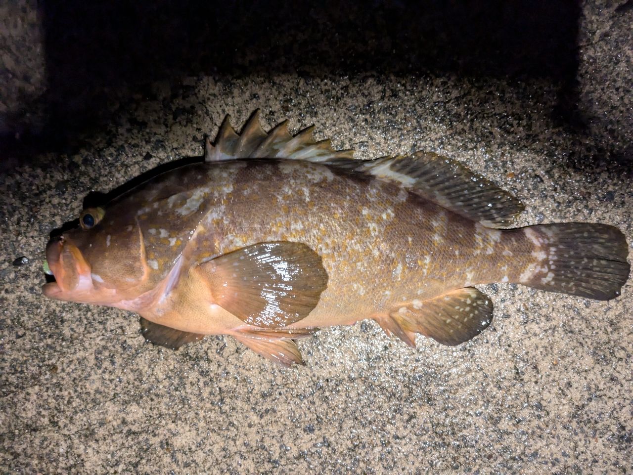 アコウ
