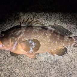 アコウ