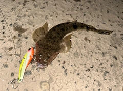 マゴチの釣果