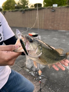 ラージマウスバスの釣果