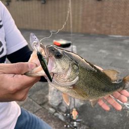 ラージマウスバス