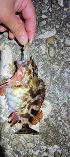 カサゴの釣果