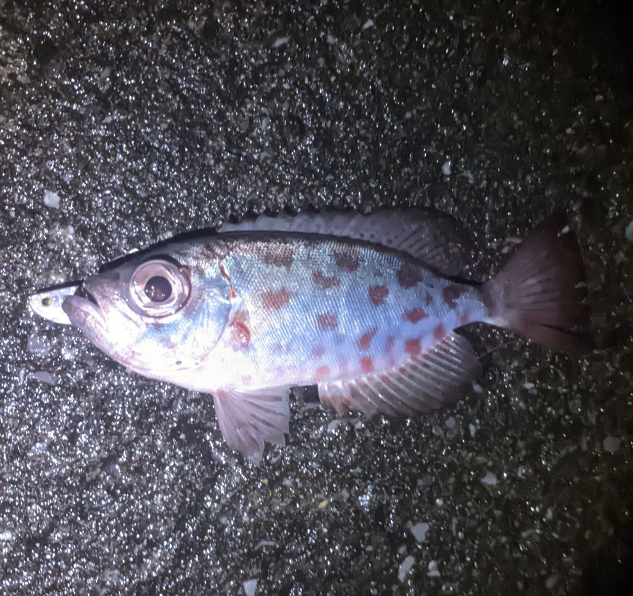 ゴマヒレキントキ