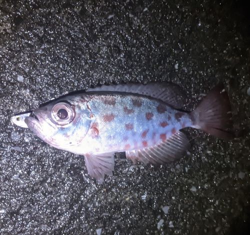 ゴマヒレキントキの釣果