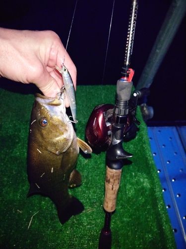 スモールマウスバスの釣果