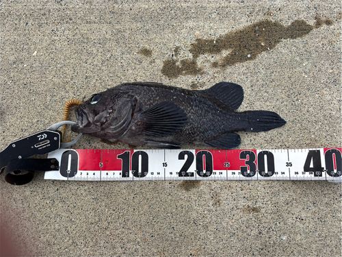 クロソイの釣果