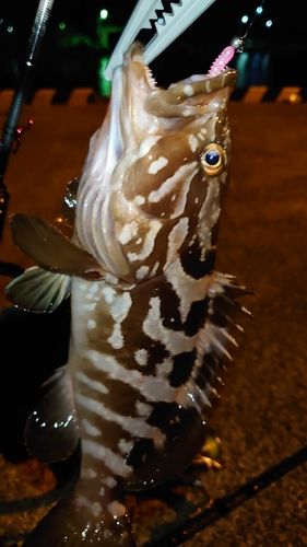 クエの釣果