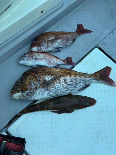 マダイの釣果