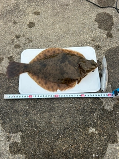 マコガレイの釣果