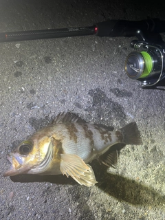 メバルの釣果