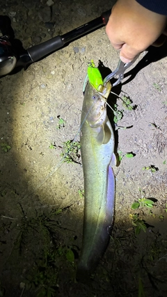 マナマズの釣果