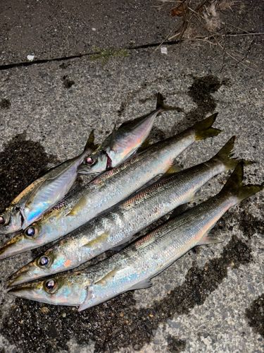 アジの釣果
